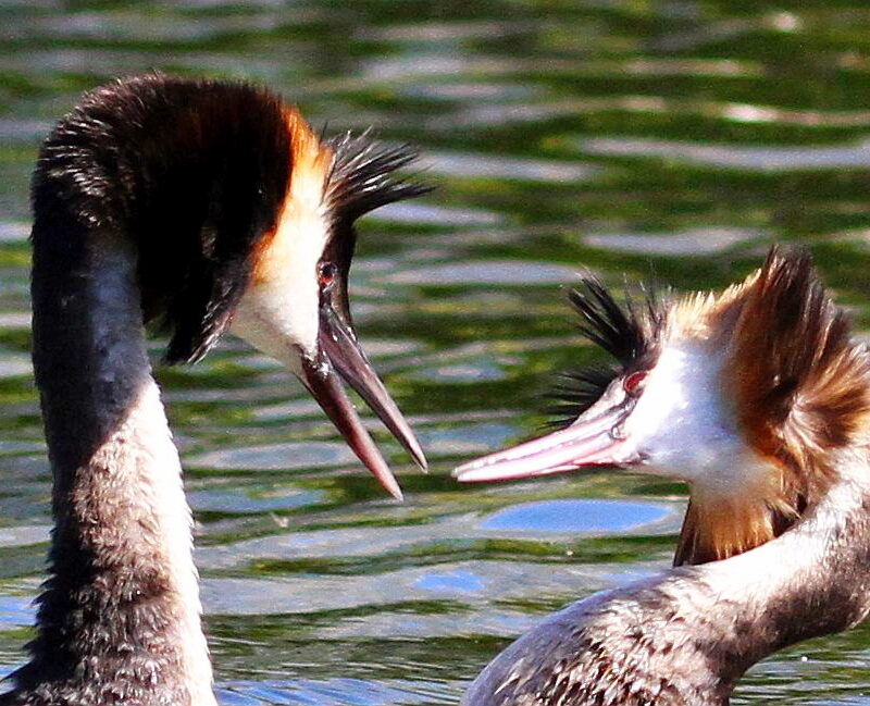 Marina da Gama birding