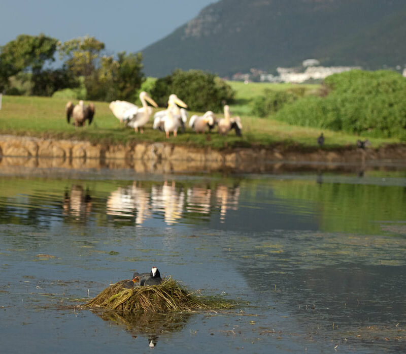 litter-clean-up-marina-da-gama