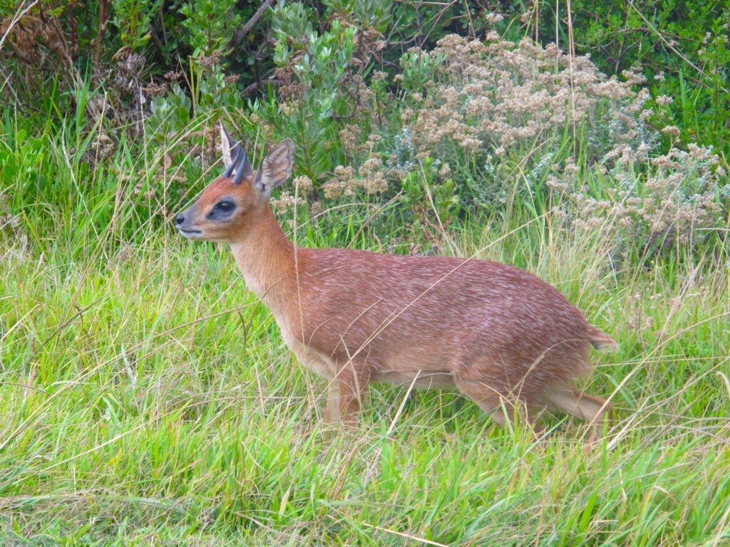 cape grysbok